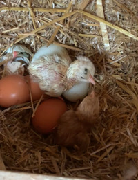 Mixed flock Hatching eggs