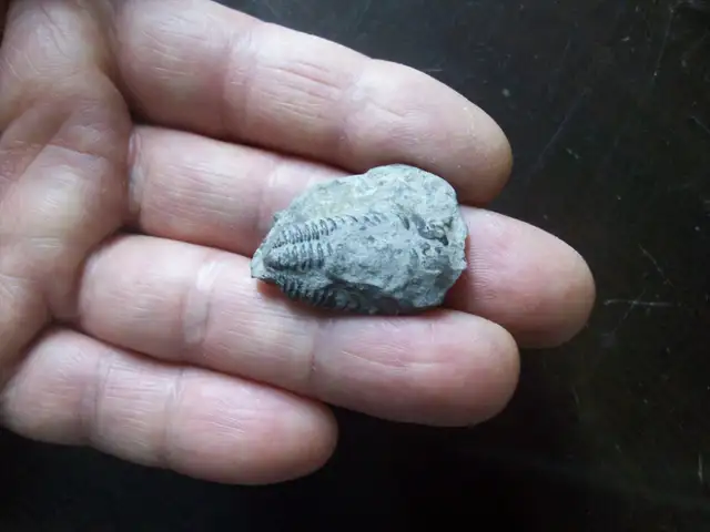 FLEXICALYMENE TRILOBITE in Arts & Collectibles in Oshawa / Durham Region - Image 3