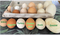 Mixed Duck, Goose, Turkey & Chicken Eggs