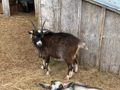 Male Yearling Pigmy Goats , View more
