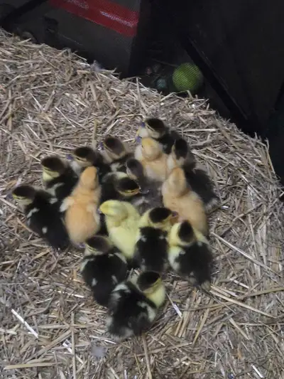 muscovy ducklings, View more