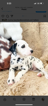 German Dalmatian Puppies 
