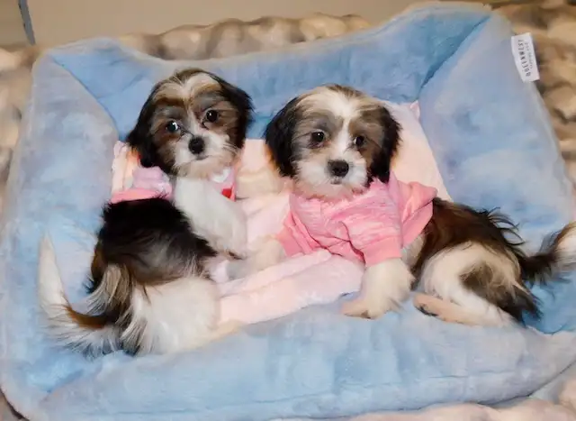 Chiots Malshi  (514-430-1821) in Dogs & Puppies for Rehoming in City of Montréal - Image 2
