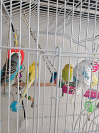 4 budgies with large cage and accessories 