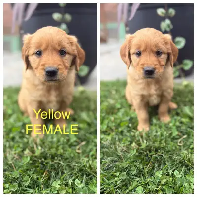 Purebred Red Retreiver puppies , View more