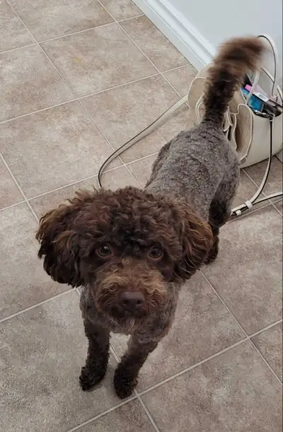 Toy Poodle Male( not neutered), View more
