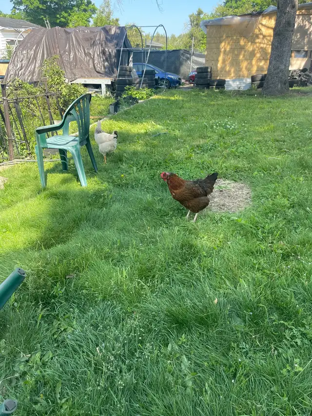  Chicken for sale62863282875138121