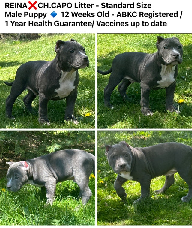 REGISTERED ABKC BLUE AMERICAN STANDARD PUPPIES 2 MALES 1 FEMALE Dogs