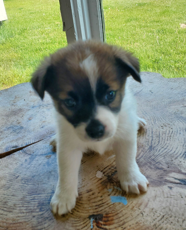 Jack Russell and Pomeranian mix for sale Dogs & Puppies for Rehoming Renfrew Kijiji