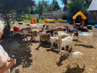 Mixed goats 