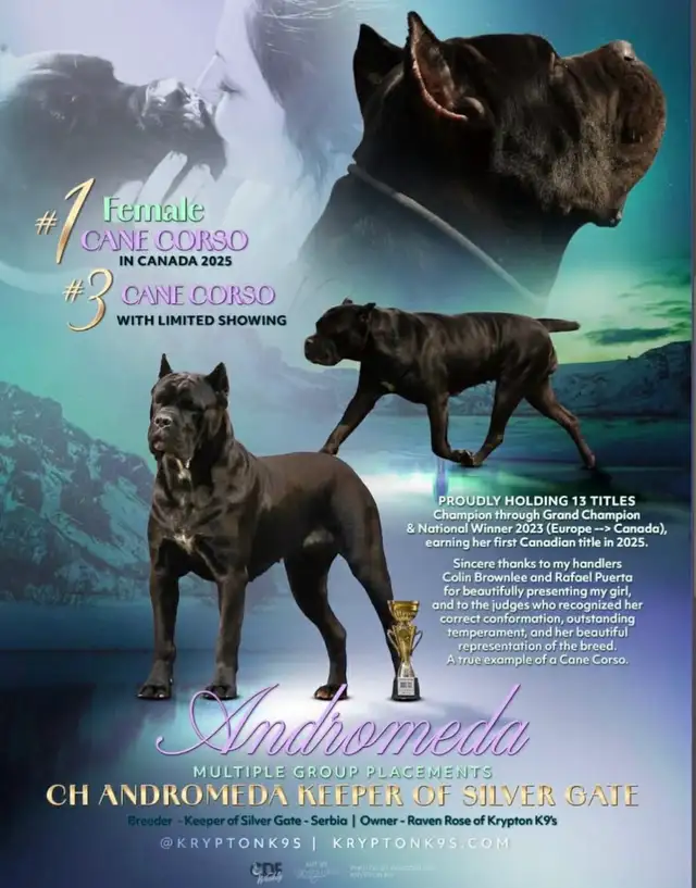 Registered Cane Corso Breeder Champion Bloodlines in Dogs & Puppies for Rehoming in Ottawa - Image 6