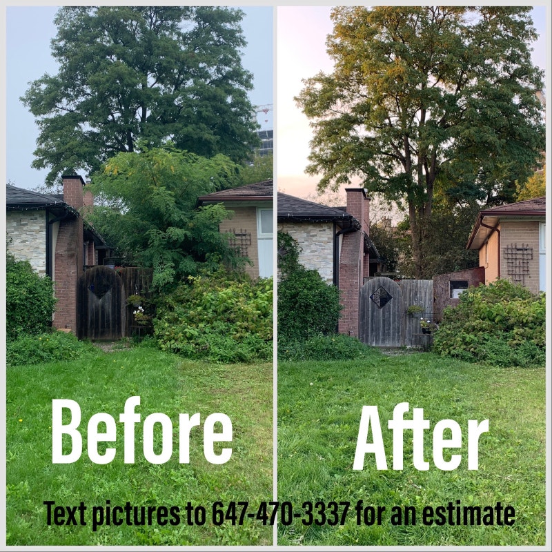 Tree, bush and shrub removal. Lawn, Tree Maintenance & Eavestrough