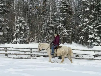 Gelding for sale!, View more