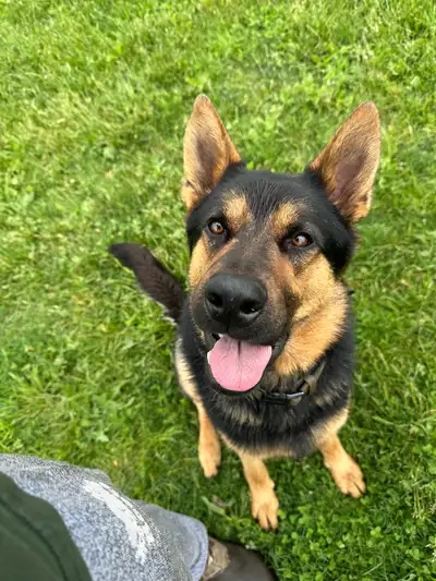TRAINED purebred male  German Shepherd, View more