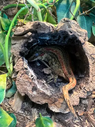 Gargoyle gecko Price includes gecko, terrarium, accessories and misting system. Pickup Ingersoll Wil...