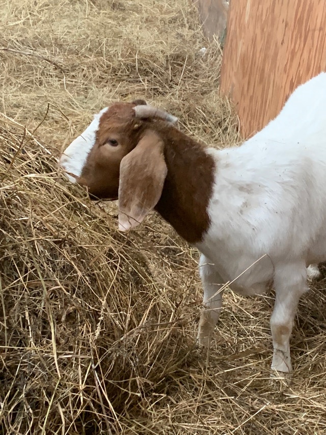 Boer goats Livestock Cape Breton Kijiji