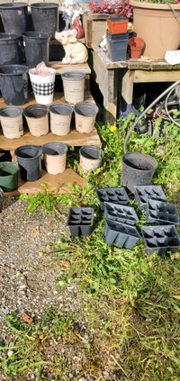 IN FERNIE  MANY PLANT POTS FOR SALE AS IM MOVING 
