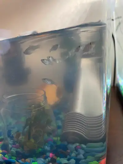 Have 7 balloon Molly fry left, almost 2months old. 3$ each or 15$ for all 7. Can deliver.