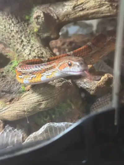 Corn snake and enclosure, View more