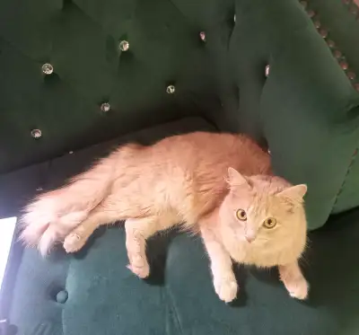Peach Long-Haired Cat, View more