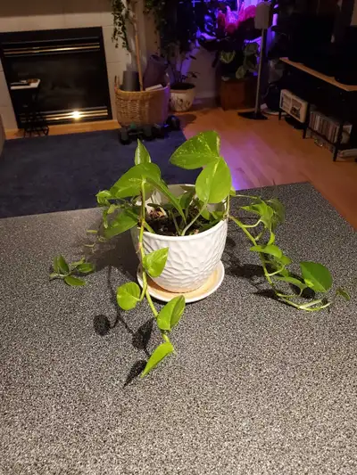 Pothos/Inch Plant Combo Pot, View more