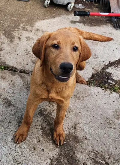 4 young male Labrador Retrievers available., View more