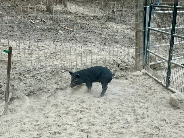 PIGS Berkshire Mulefoot cross in Livestock in Vernon - Image 3