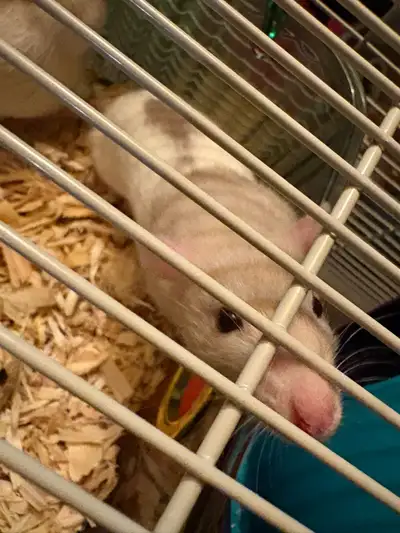3-4 month old male pet rats for adoption, View more