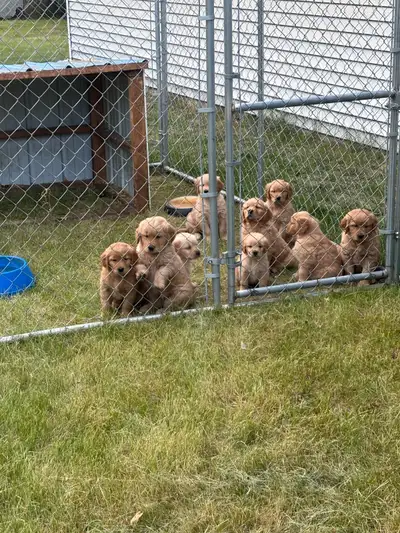 Golden Retriever Puppies, View more