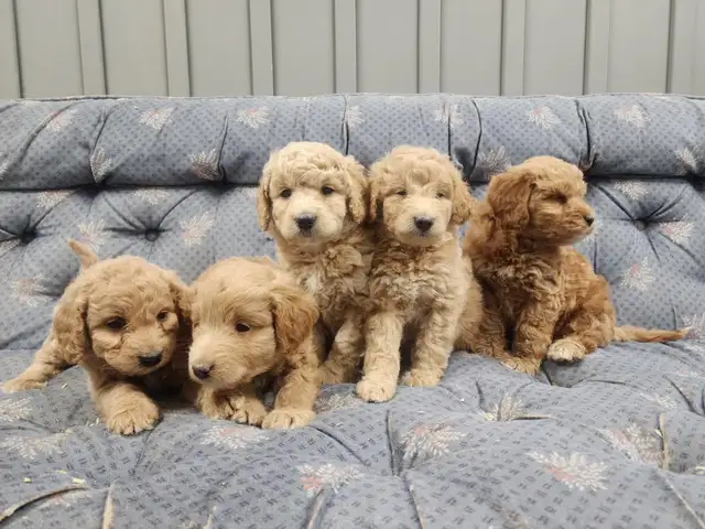 COCKAPOOO AND GOLDENDOODLE PUPPIES in Dogs & Puppies for Rehoming in Truro - Image 7