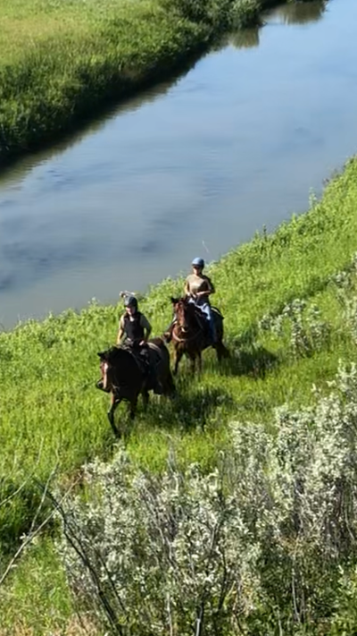 Horses for Sale. Jumping, Barrel Prospects, Saddle, View more