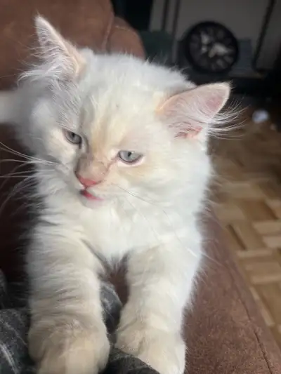 Chaton Himalayen 12 semaines, View more