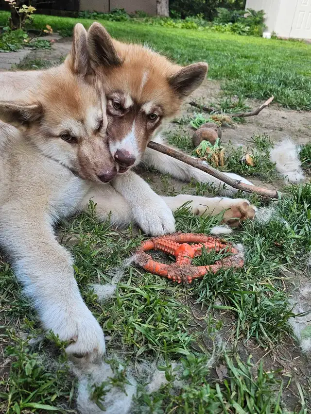 RARE Canadian Eskimo Puppy - Gorgeous  (F) in Dogs & Puppies for Rehoming in Hamilton - Image 11