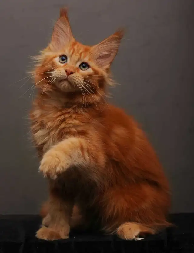 VORTEX- GORGEOUS RED MAINE COON male (WCF)