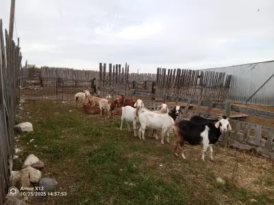 Goats for sale, View more