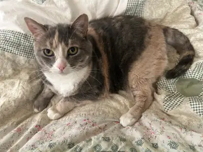 Age: 9 years old Gender: Female Spayed/Neutered: Yes Litter trained: Absolutely! Personality: Very f...