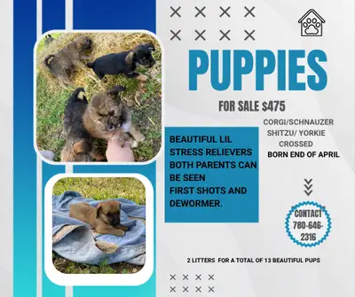 Corgi /Mini schnauzers and Shih Tzu/Yorky, View more