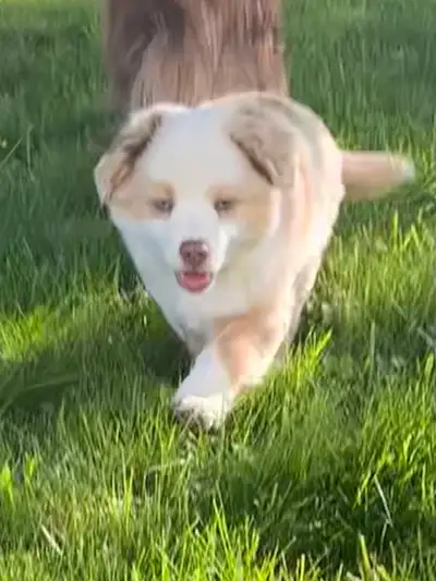 Reg Minature Aussie ready to go now!, View more