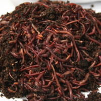Red Wigglers, composting worms for Sale