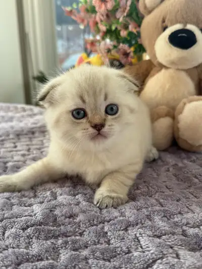 Scottish Fold and Straight Kittens Available, View more