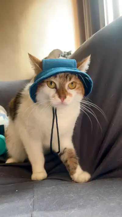 2 year old cat to rehome, she’s very sweet and cuddly, as well as good with other animals, reason fo...