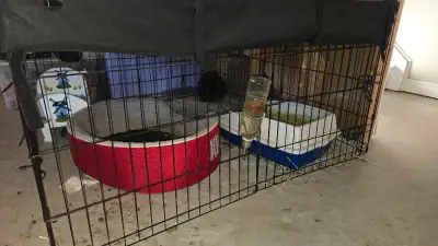 1 yr old, female, intact, holland lop rabbit. Comes with all accessories and food. Loves to be pet b...
