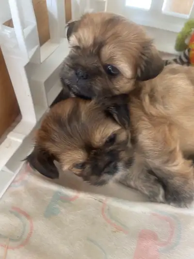 Chiots Shihtzu impérial pure rare, View more