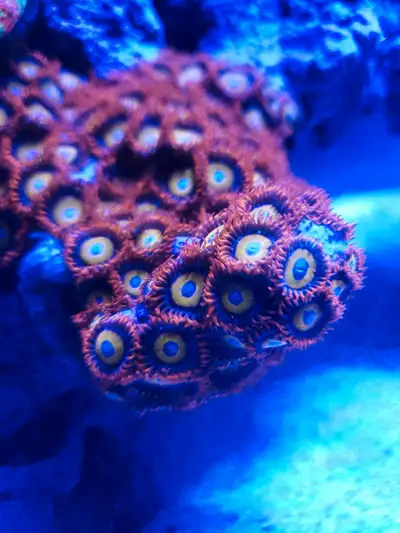 Blue eye blonde b**** zoa frags available. Tank is fully quarantined and free of aptasia and other h...