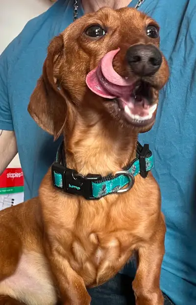 Amazing male mini dachshund looking for an equally amazing forever home. He is a year old, up to dat...