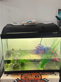 Fish tank with 2 goldfish