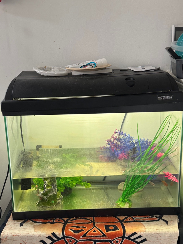 Fish tank with 2 goldfish in Other in Markham / York Region