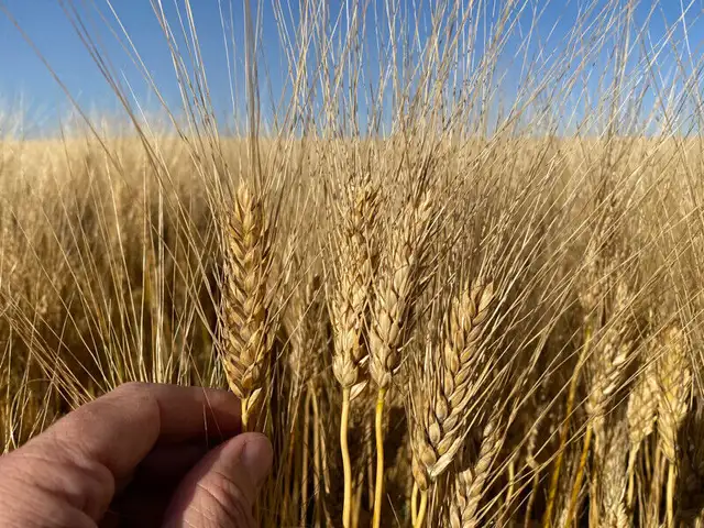 GoldNet Durum Seed - Certified Seed in Other in Lethbridge - Image 2