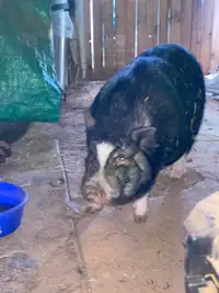 Free 1 year old male potbelly pig