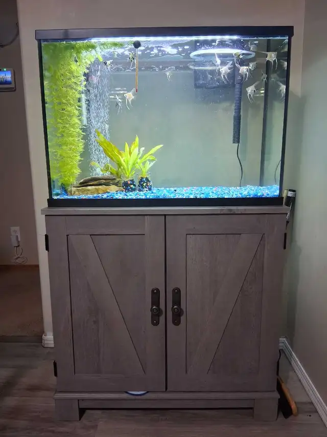 aquarium in Fish for Rehoming in Red Deer - Image 4